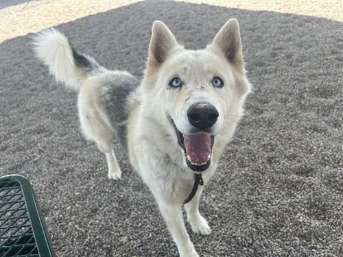 CLARENCE - Siberian Husky available for adoption