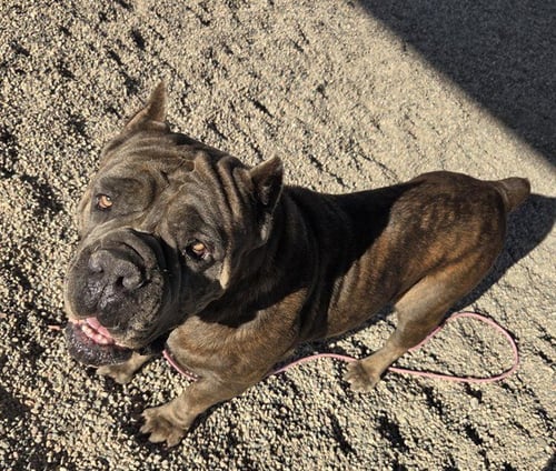 ANGIE - Cane Corso Mastiff available for adoption