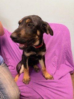 ASPEN - Rottweiler / Black and Tan Coonhound available for adoption