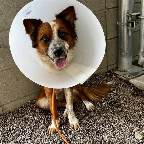 LIL RED - Australian Cattle Dog/Blue Heeler available for adoption