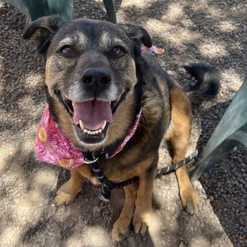 LOLA - German Shepherd Dog / Rottweiler available for adoption