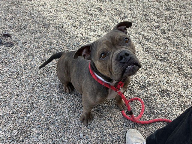 TALLULAH - Bulldog available for adoption