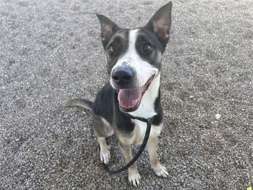 SABRINA - Australian Kelpie available for adoption