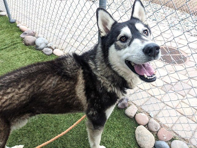 BRANDO - Siberian Husky available for adoption