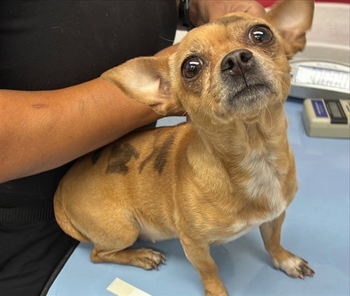 PRECIOSA - Chihuahua available for adoption