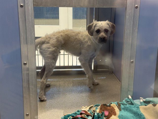 PONY BOY - Poodle (Miniature) available for adoption