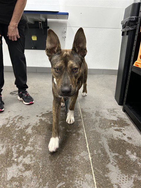 GUAVA - American Pit Bull Terrier available for adoption