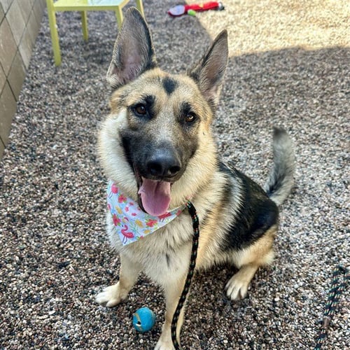 MAX - German Shepherd Dog available for adoption