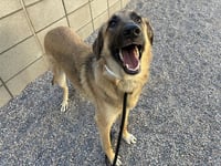 NALA - Photo 1