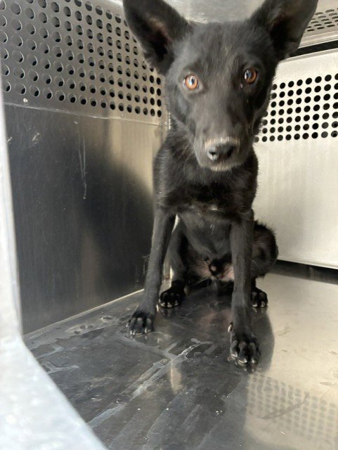 FLINT - German Shepherd Dog available for adoption