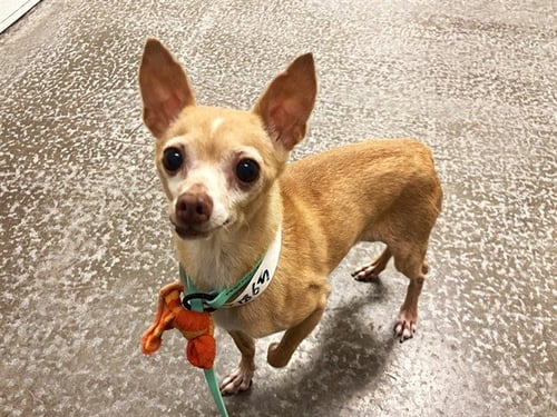 CHOW MEIN - Chihuahua available for adoption