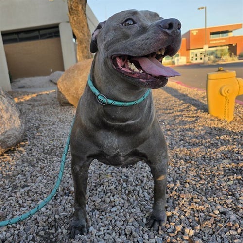 ESMERALDA - American Pit Bull Terrier available for adoption
