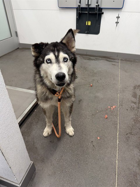 LILLY - Siberian Husky available for adoption