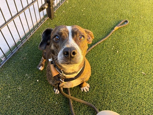 BIANCA - Chihuahua / Jack Russell Terrier (Parson Russell Terrier) available for adoption
