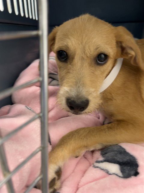 BUTTERCUP - Labrador Retriever / American Pit Bull Terrier available for adoption