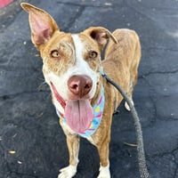 MILO - Photo 1