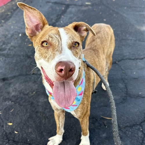 MILO - American Pit Bull Terrier available for adoption