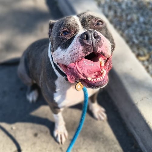 MIEL - Staffordshire Bull Terrier available for adoption