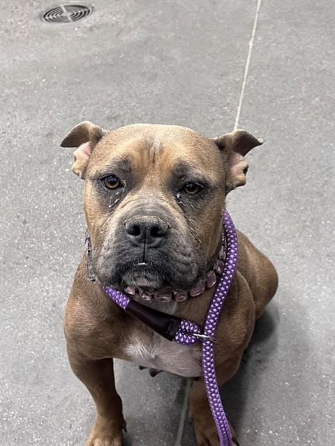 BOBA MILKTEA - Staffordshire Bull Terrier available for adoption