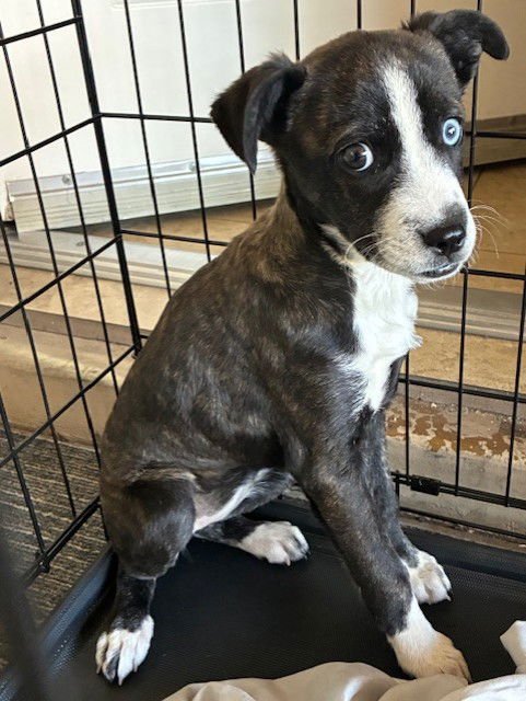 SKY - American Pit Bull Terrier available for adoption