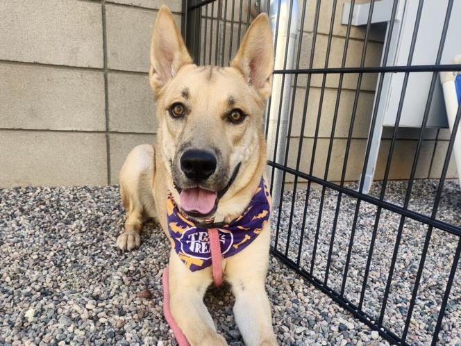GUERO - German Shepherd Dog / Labrador Retriever available for adoption