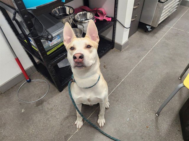 PONCHO - Labrador Retriever available for adoption