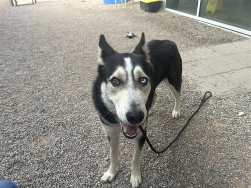TOBY - Husky / German Shepherd Dog available for adoption
