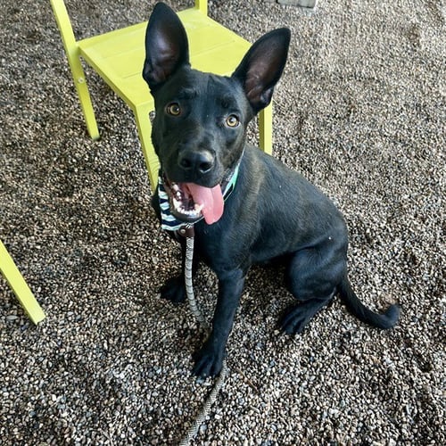 THUMPER - American Pit Bull Terrier available for adoption