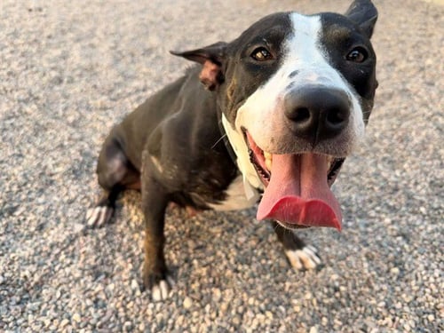 BABY - American Pit Bull Terrier available for adoption