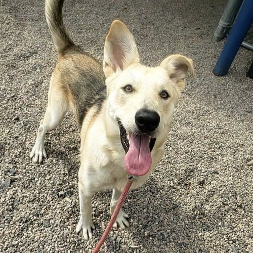 BANANA - German Shepherd Dog available for adoption