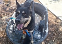 DIESEL - Photo 1