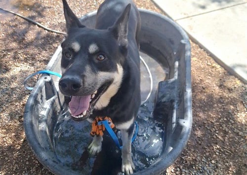 DIESEL - German Shepherd Dog available for adoption