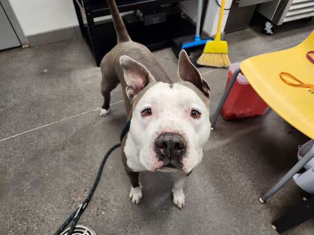 DOOBIE - American Staffordshire Terrier for adoption in Tempe