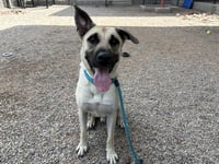 CAPONE - Photo 1