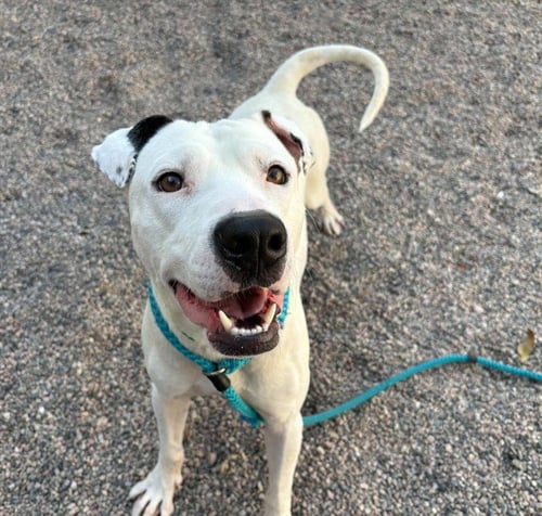 MICHAELANGELO - American Pit Bull Terrier available for adoption