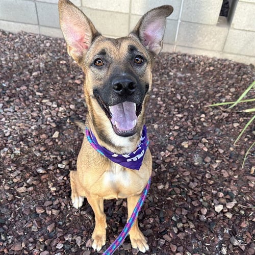 DIXIE - Belgian Shepherd Malinois available for adoption