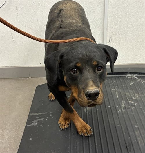 SOUR - Rottweiler available for adoption