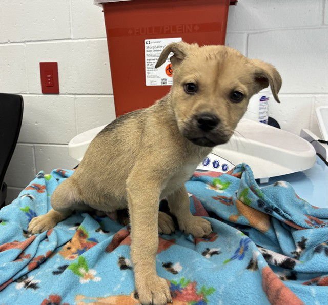 DALLAS - German Shepherd Dog available for adoption