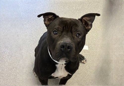 RONAN - American Pit Bull Terrier available for adoption