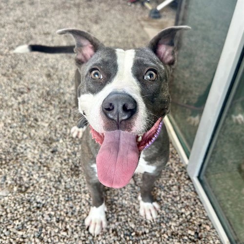 SLIP - American Pit Bull Terrier available for adoption