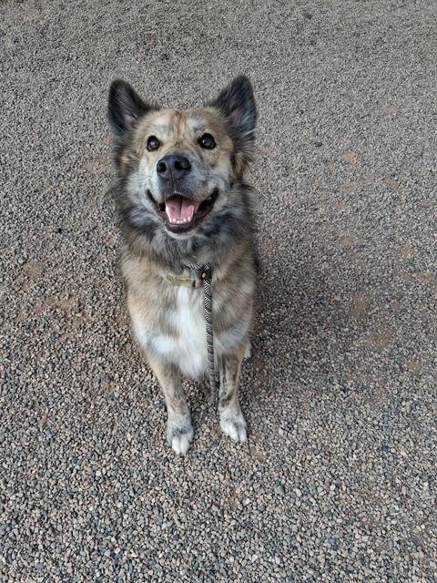 ATLAS - German Shepherd Dog available for adoption