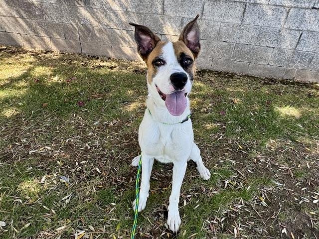 TIGGER - Boxer / Akita for adoption in Tempe