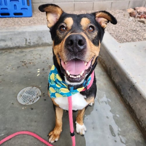 CASS - Doberman Pinscher / German Shepherd Dog available for adoption