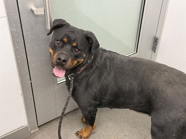 ROXY - Rottweiler available for adoption