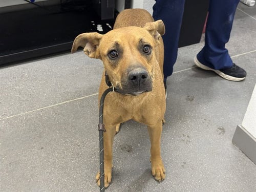 BUBBLES - Boxer / Black Mouth Cur available for adoption