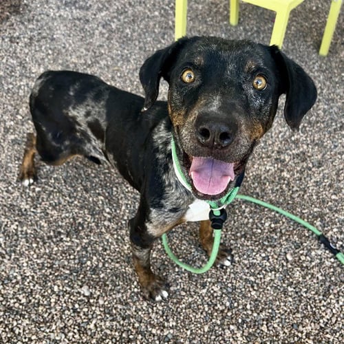 ELLA MAI - Catahoula Leopard Dog for adoption in Mesa