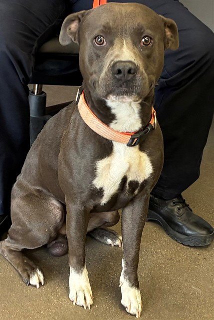 AIRE - American Pit Bull Terrier available for adoption