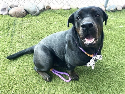 FLUBBER - Labrador Retriever available for adoption