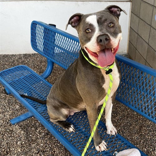 GLITTER - American Pit Bull Terrier available for adoption