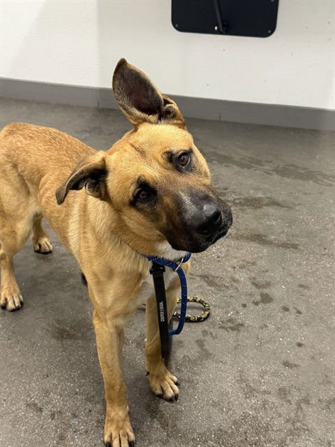 TANNER - German Shepherd Dog / Belgian Shepherd Malinois available for adoption